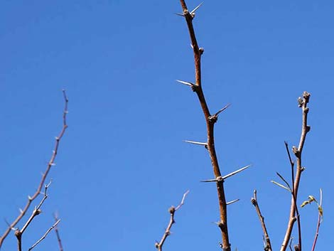 Honey Mesquite (Prosopis glandulosa)