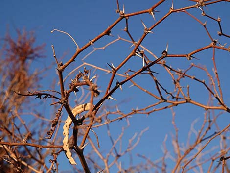 Honey Mesquite (Prosopis glandulosa)