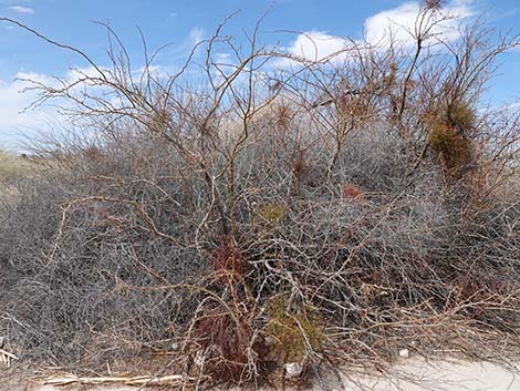 Honey Mesquite (Prosopis glandulosa)