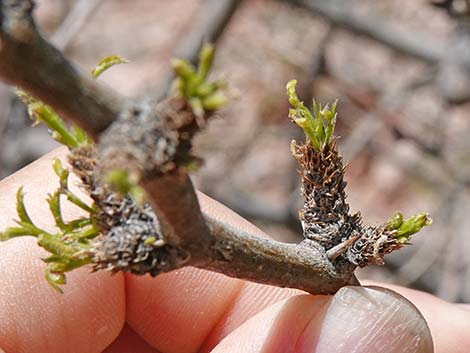 Honey Mesquite (Prosopis glandulosa)