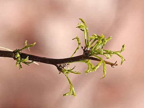 Honey Mesquite (Prosopis glandulosa)