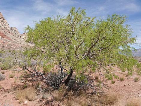 Honey Mesquite (Prosopis glandulosa)