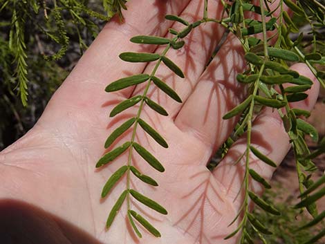 Honey Mesquite (Prosopis glandulosa)