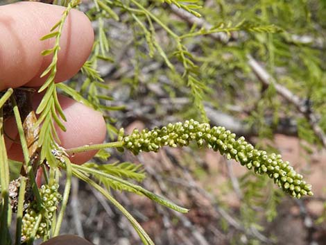 Honey Mesquite (Prosopis glandulosa)