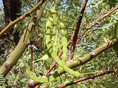 Honey Mesquite (Prosopis glandulosa)