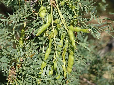 Honey Mesquite (Prosopis glandulosa)