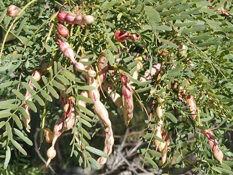 Honey Mesquite (Prosopis glandulosa)