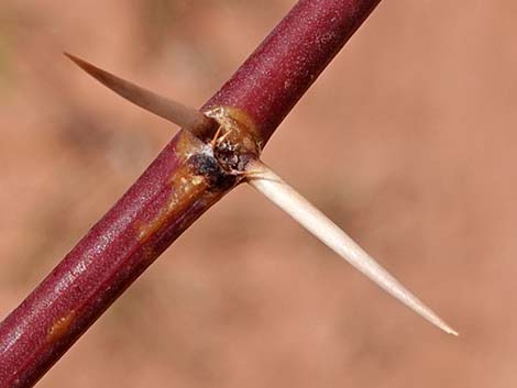 Honey Mesquite (Prosopis glandulosa)