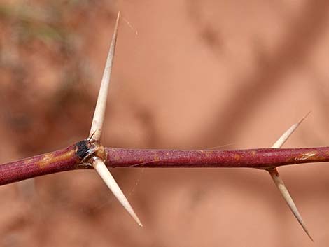 Honey Mesquite (Prosopis glandulosa)