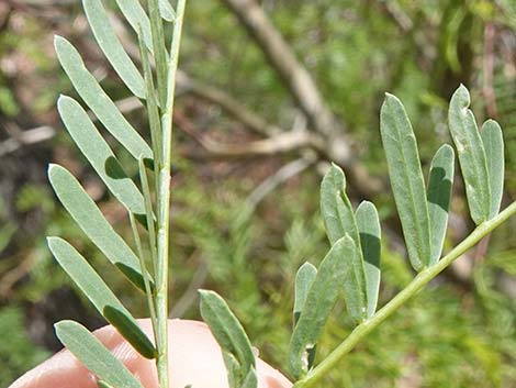 Honey Mesquite (Prosopis glandulosa)