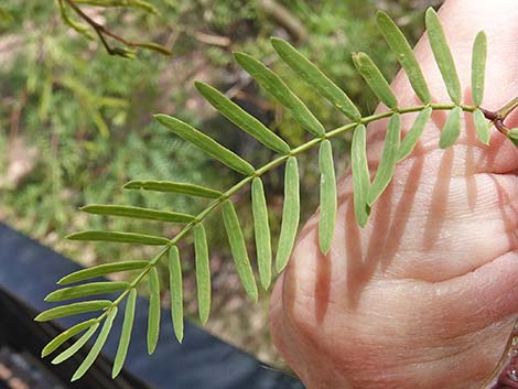 Honey Mesquite (Prosopis glandulosa)