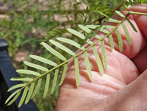 Honey Mesquite (Prosopis glandulosa)