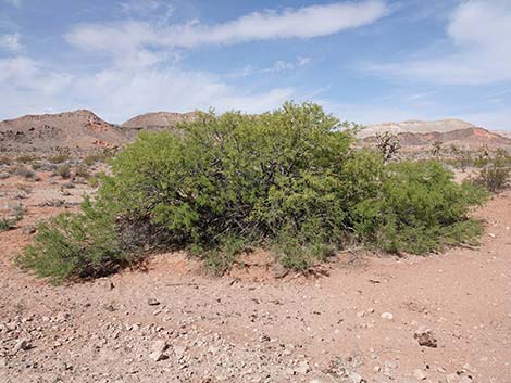 Honey Mesquite (Prosopis glandulosa)