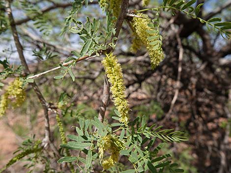 Honey Mesquite (Prosopis glandulosa)