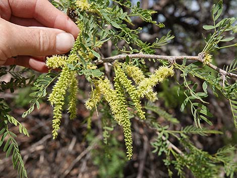 Honey Mesquite (Prosopis glandulosa)