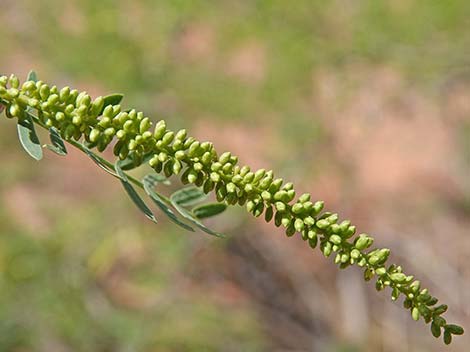 Honey Mesquite (Prosopis glandulosa)