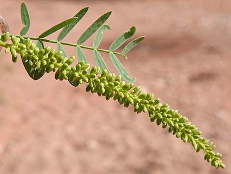 Honey Mesquite (Prosopis glandulosa)