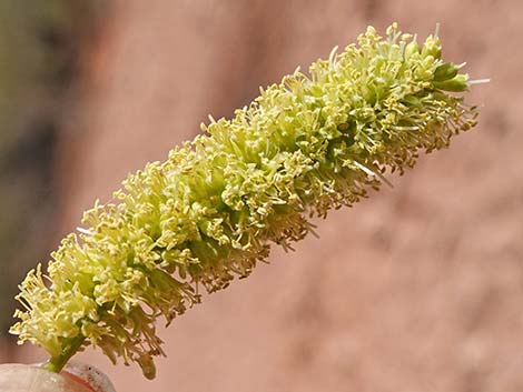 Honey Mesquite (Prosopis glandulosa)