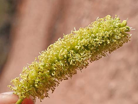 Honey Mesquite (Prosopis glandulosa)