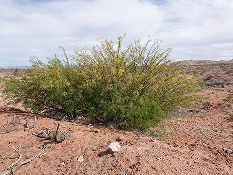 Honey Mesquite (Prosopis glandulosa)