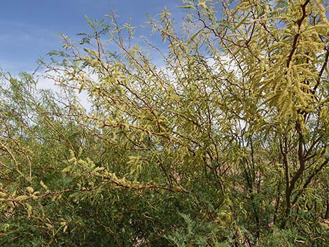 Honey Mesquite (Prosopis glandulosa)