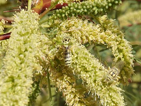 Honey Mesquite (Prosopis glandulosa)