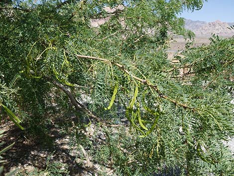 Honey Mesquite (Prosopis glandulosa)