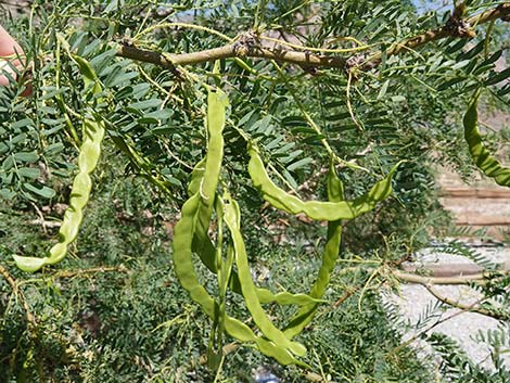 Honey Mesquite (Prosopis glandulosa)