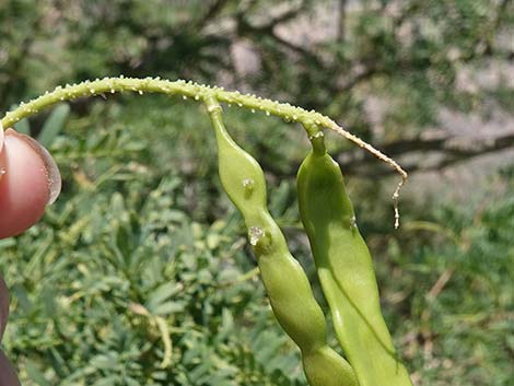 Honey Mesquite (Prosopis glandulosa)