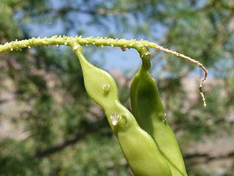 Honey Mesquite (Prosopis glandulosa)