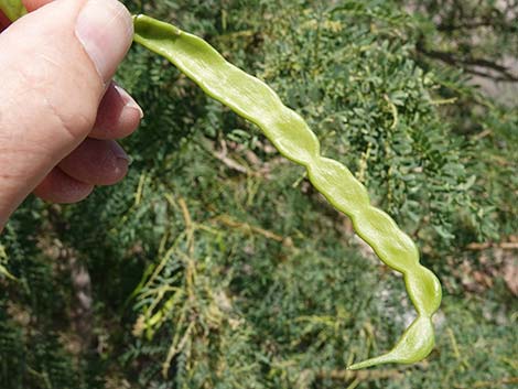 Honey Mesquite (Prosopis glandulosa)