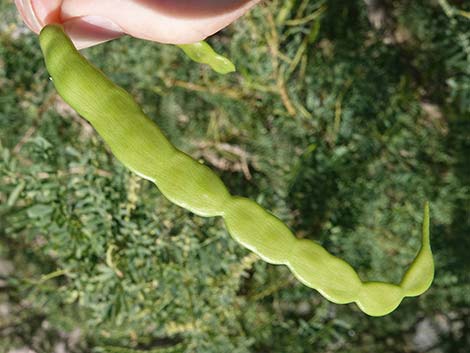 Honey Mesquite (Prosopis glandulosa)