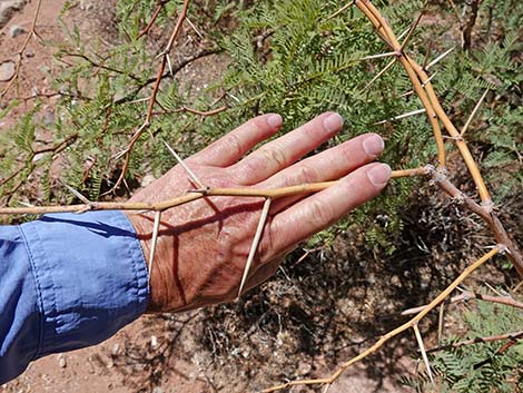 Honey Mesquite (Prosopis glandulosa)