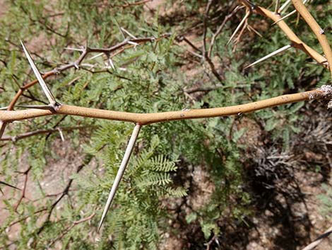 Honey Mesquite (Prosopis glandulosa)