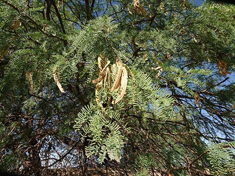 Honey Mesquite (Prosopis glandulosa)