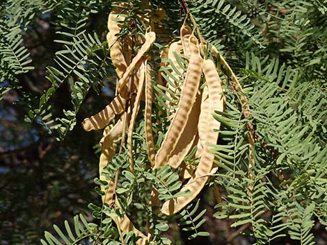 Honey Mesquite (Prosopis glandulosa)