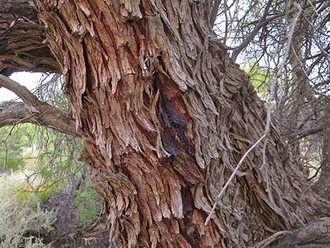 Honey Mesquite (Prosopis glandulosa)