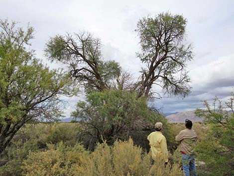 Honey Mesquite (Prosopis glandulosa)