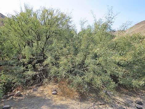 Honey Mesquite (Prosopis glandulosa)