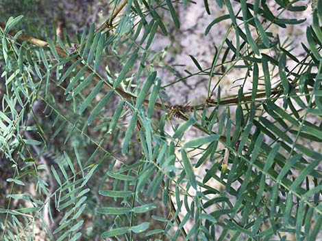 Honey Mesquite (Prosopis glandulosa)