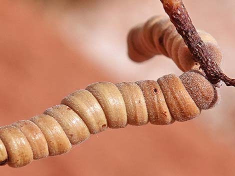 Screwbean Mesquite (Prosopis pubescens)