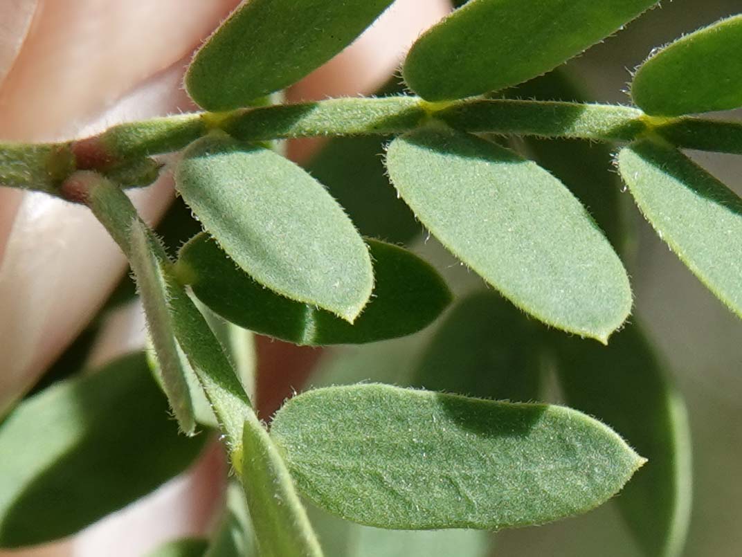 Screwbean Mesquite (Prosopis pubescens)