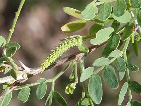 Screwbean Mesquite (Prosopis pubescens)