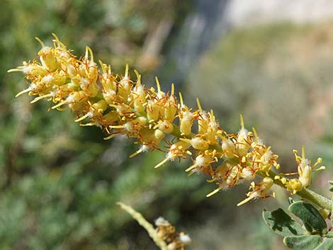 Screwbean Mesquite (Prosopis pubescens)