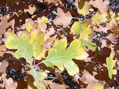 Gambel Oak (Quercus gambelii)