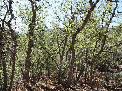 Gambel Oak (Quercus gambelii)