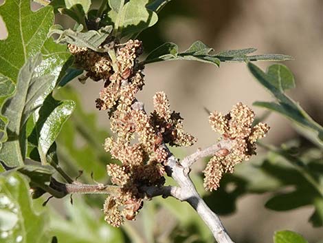 Gambel Oak (Quercus gambelii)