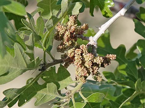 Gambel Oak (Quercus gambelii)