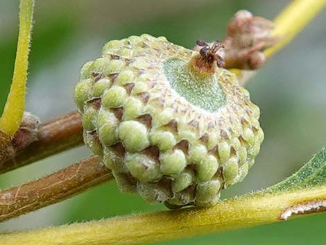 Gambel Oak (Quercus gambelii)