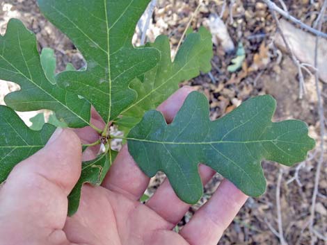 Gambel Oak (Quercus gambelii)